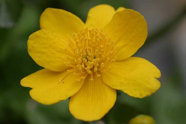 FH_VP_0033(Caltha palustris).jpg - Caltha palustris (dotterbloem)